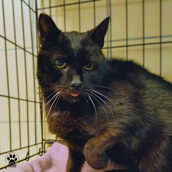 Kot do adopcji, Gdynia, 30 stycznia 2026 (4/4)