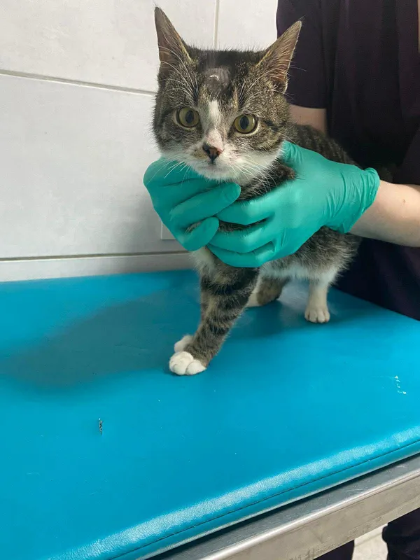 Znaleziono kota, Czartki, 30 stycznia 2026