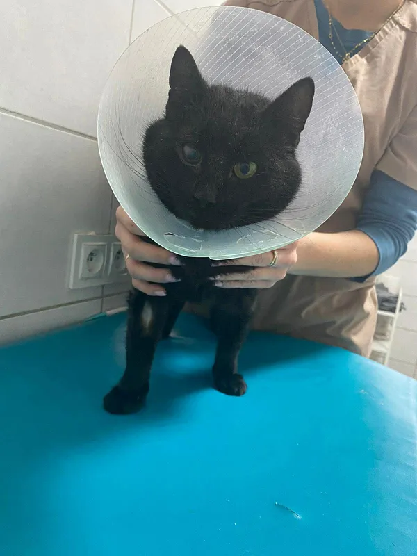 Znaleziono kota, Czartki, 30 stycznia 2026