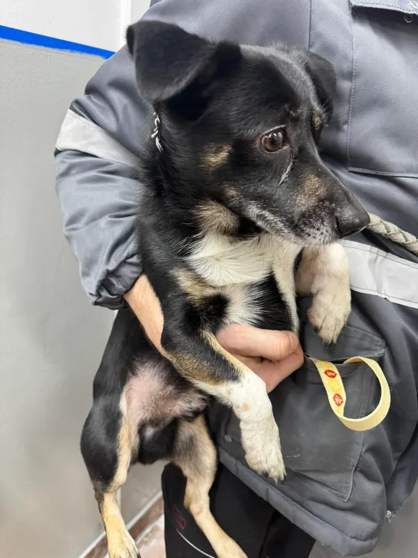 Znaleziono psa, Sosnowiec, 29 stycznia 2026