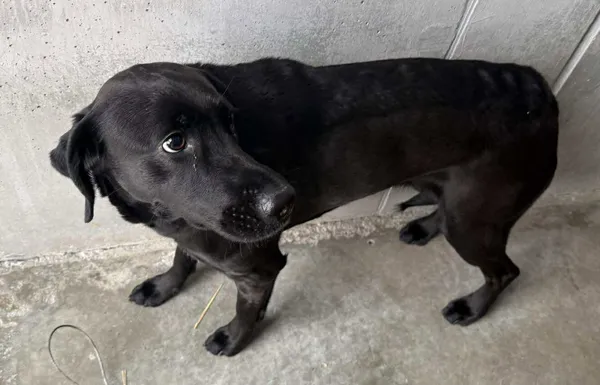 Znaleziono psa, Lublin, 29 stycznia 2026