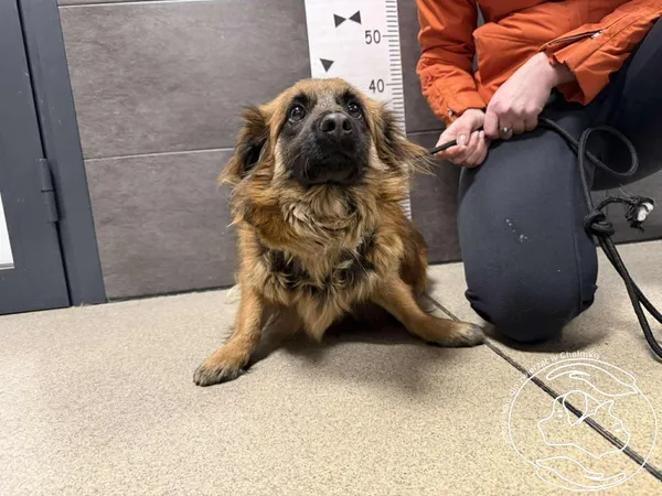 Znaleziono psa, Chełmek, 29 stycznia 2026