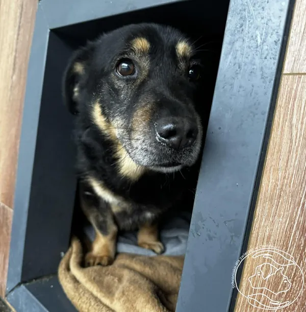 Znaleziono psa, Chełmek, 29 stycznia 2026