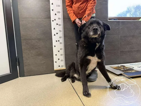 Znaleziono psa, Chełmek, 29 stycznia 2026