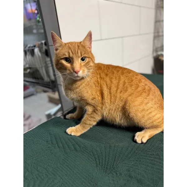 Znaleziono kota, Białystok, 22 grudnia 2025