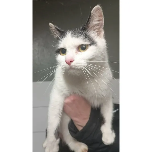 Znaleziono kota, Białystok, 9 stycznia 2026