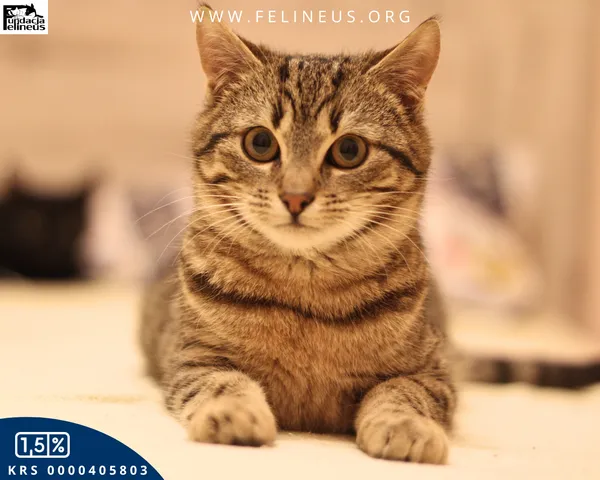 Kot do adopcji, Malawa, 30 stycznia 2026 (1/4)