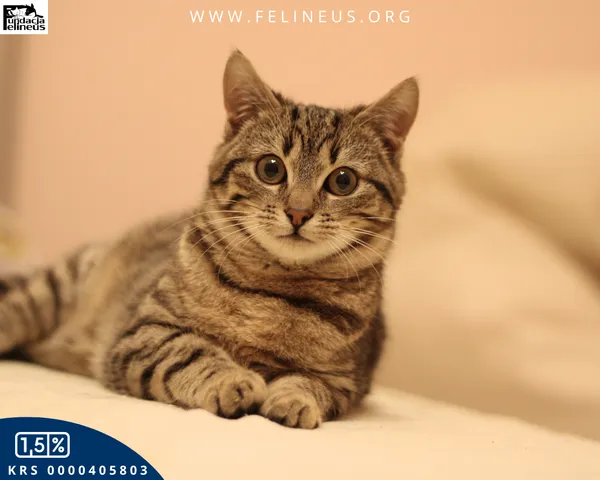 Kot do adopcji, Malawa, 30 stycznia 2026 (3/4)