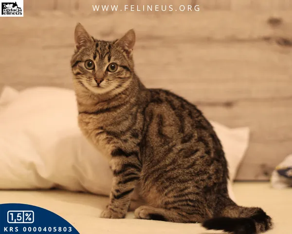 Kot do adopcji, Malawa, 30 stycznia 2026 (4/4)