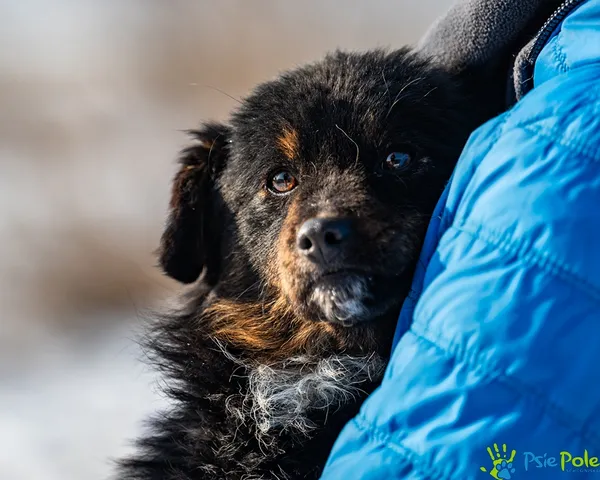 Pies do adopcji, Racławice, 27 stycznia 2026 (2/5)