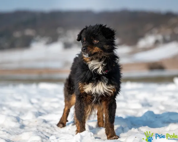 Pies do adopcji, Racławice, 27 stycznia 2026 (3/5)
