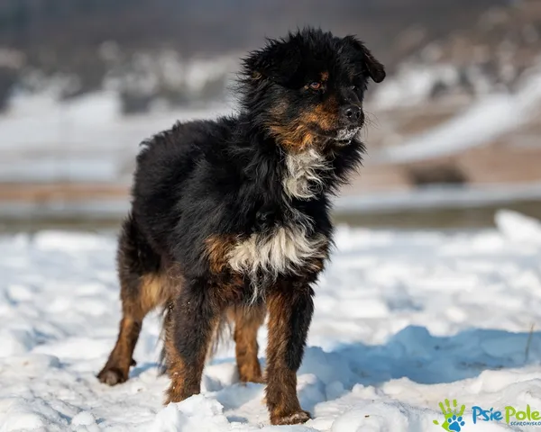 Pies do adopcji, Racławice, 27 stycznia 2026 (4/5)