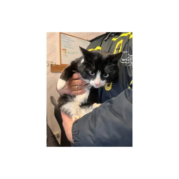 Znaleziono kota, Białystok, 12 stycznia 2026