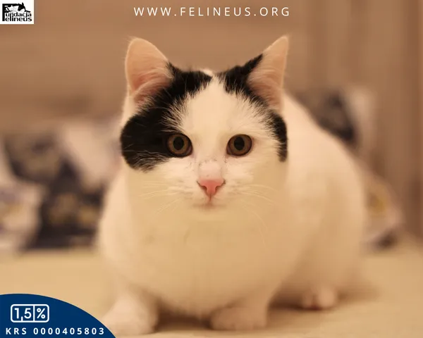 Kot do adopcji, Malawa, 30 stycznia 2026 (1/5)