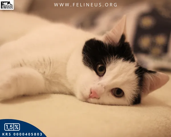 Kot do adopcji, Malawa, 30 stycznia 2026 (2/5)