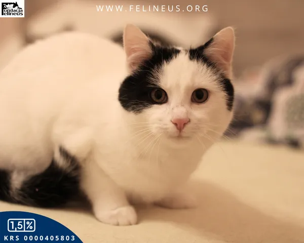 Kot do adopcji, Malawa, 30 stycznia 2026 (3/5)