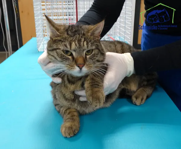 Znaleziono kota, Szczecin, 30 stycznia 2026