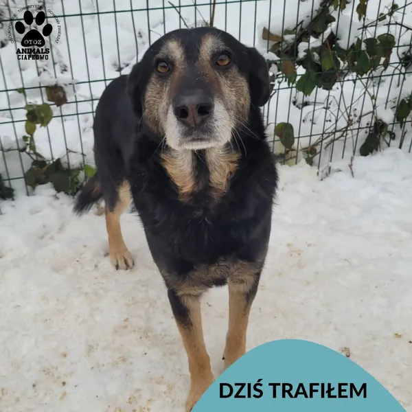 Znaleziono psa, Gdynia, 27 stycznia 2026