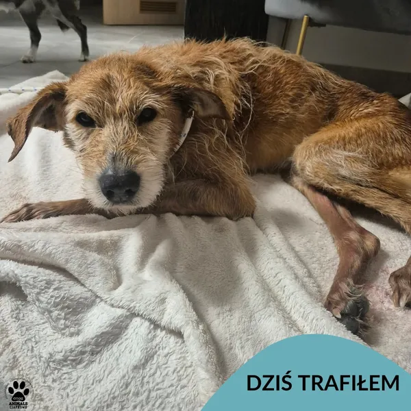 Znaleziono psa, Gdynia, 26 stycznia 2026