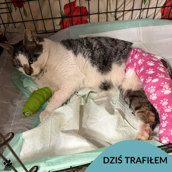 Znaleziono kota, Gdynia, 24 stycznia 2026