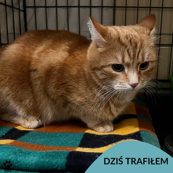 Znaleziono kota, Gdynia, 23 stycznia 2026