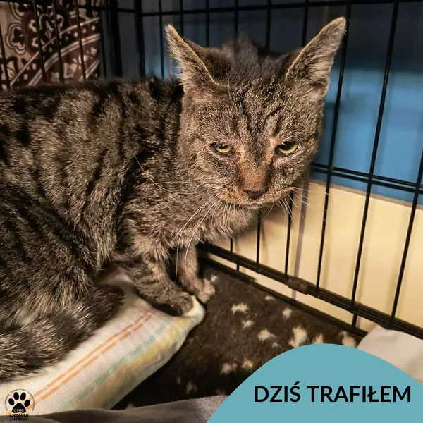 Znaleziono kota, Gdynia, 23 stycznia 2026