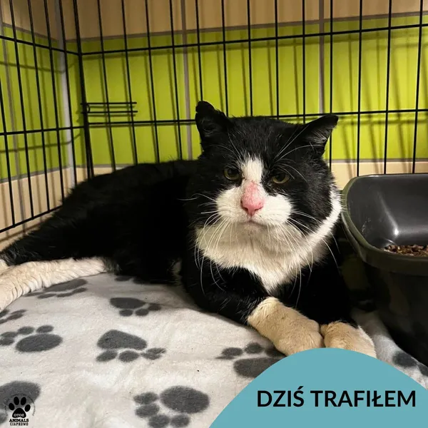 Znaleziono kota, Gdynia, 22 stycznia 2026