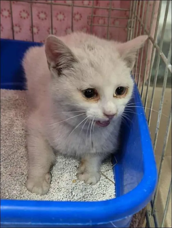 Znaleziono kota, Grudziądz, 30 stycznia 2026