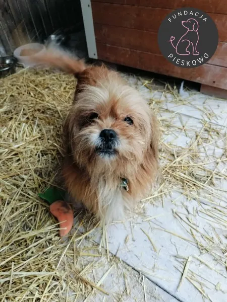 Pies do adopcji, Wolsztyn, 30 stycznia 2026