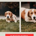Pies do adopcji