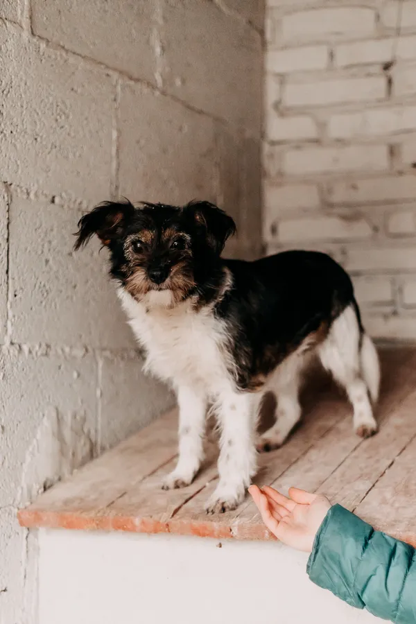 Pies do adopcji, Czartki, 30 stycznia 2026 (2/2)