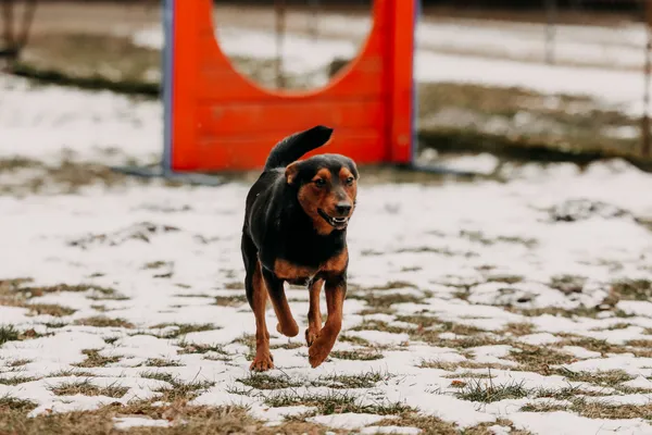 Pies do adopcji, Czartki, 30 stycznia 2026 (1/5)