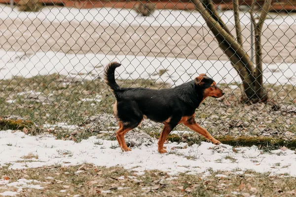 Pies do adopcji, Czartki, 30 stycznia 2026 (2/5)