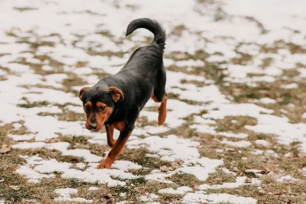 Pies do adopcji, Czartki, 30 stycznia 2026 (3/5)