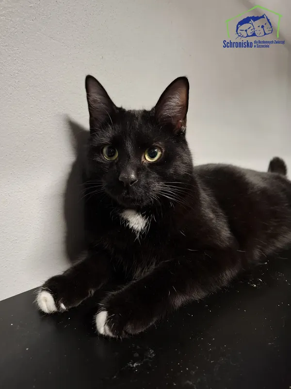 Kot do adopcji, Szczecin, 4 listopada 2025