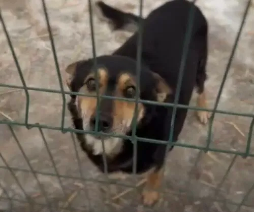 Pies do adopcji, Głowno, 30 stycznia 2026 (3/3)