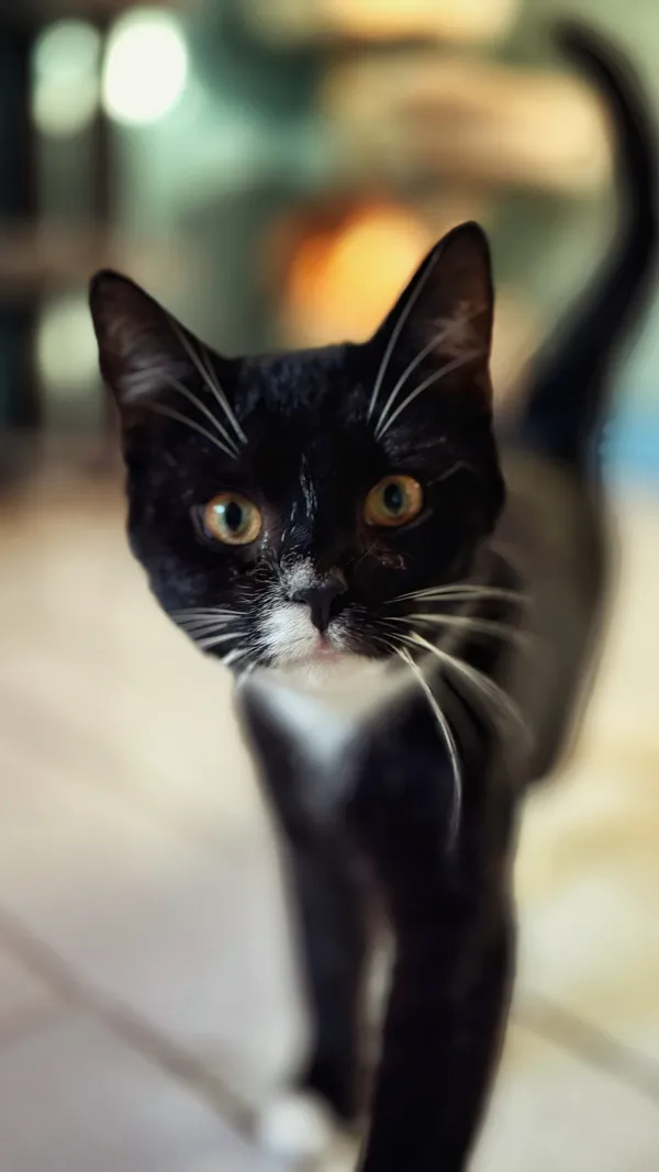 Kot do adopcji, Dłużyna Górna, 30 stycznia 2026 (2/5)