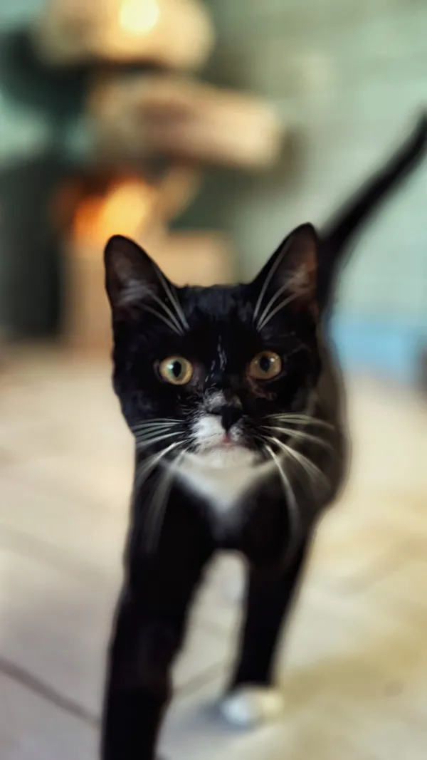 Kot do adopcji, Dłużyna Górna, 30 stycznia 2026 (3/5)