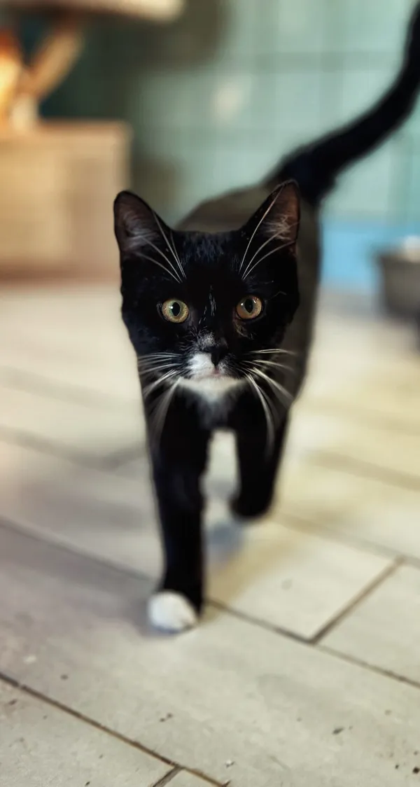 Kot do adopcji, Dłużyna Górna, 30 stycznia 2026 (4/5)