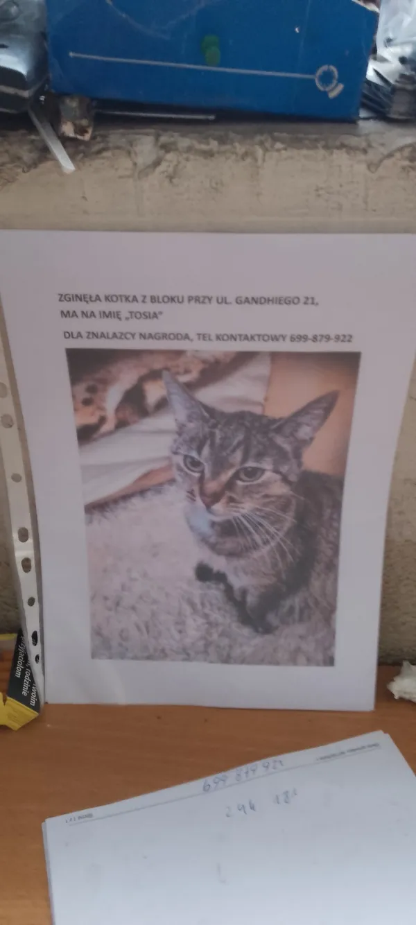 Zaginął kot, Łódź, 31 stycznia 2026
