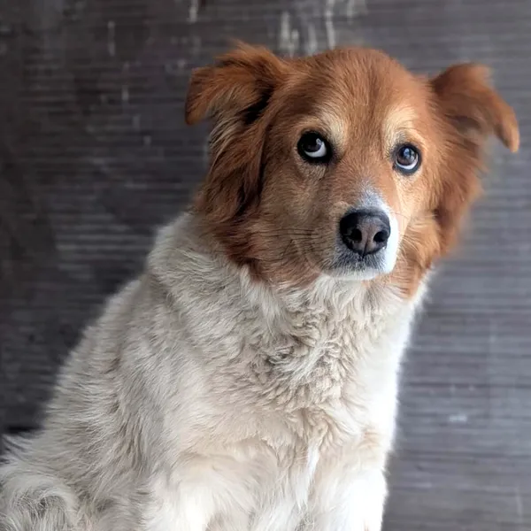 Pies do adopcji, Korabiewice, 30 stycznia 2026