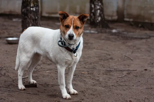 Pies do adopcji, Korabiewice, 30 stycznia 2026 (1/5)