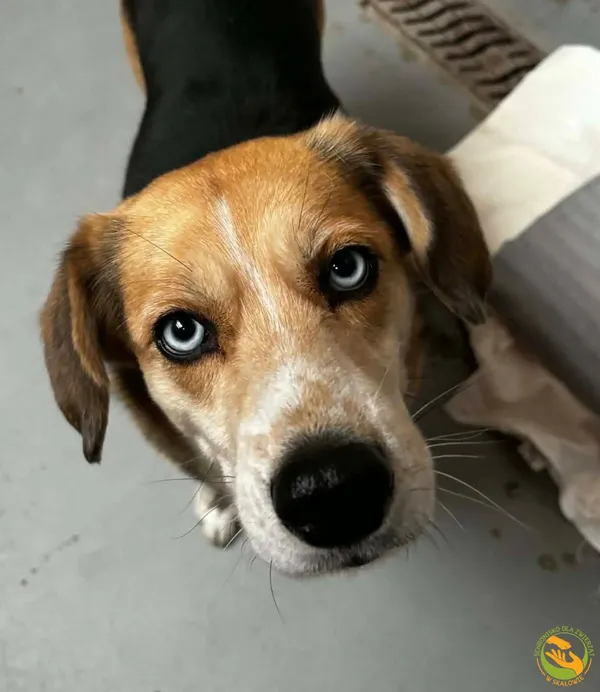 Znaleziono psa, Skałowo, 30 stycznia 2026 (1/5)