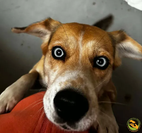 Znaleziono psa, Skałowo, 30 stycznia 2026 (2/5)