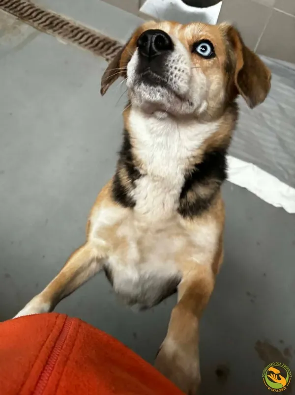 Znaleziono psa, Skałowo, 30 stycznia 2026 (4/5)