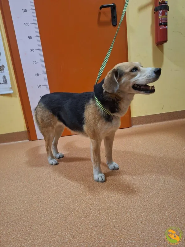 Znaleziono psa, Skałowo, 30 stycznia 2026 (5/5)