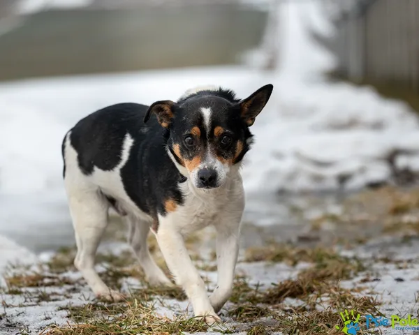Znaleziono psa, Racławice, 28 stycznia 2026 (4/5)