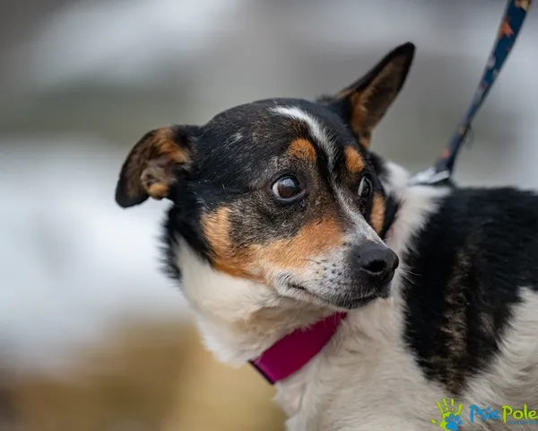 Znaleziono psa, Racławice, 28 stycznia 2026 (5/5)