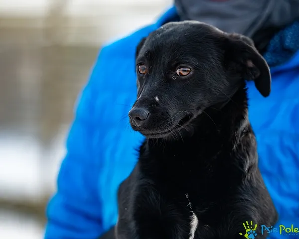Znaleziono psa, Racławice, 27 stycznia 2026 (2/5)
