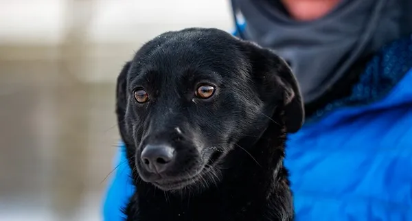 Znaleziono psa, Racławice, 27 stycznia 2026 (3/5)